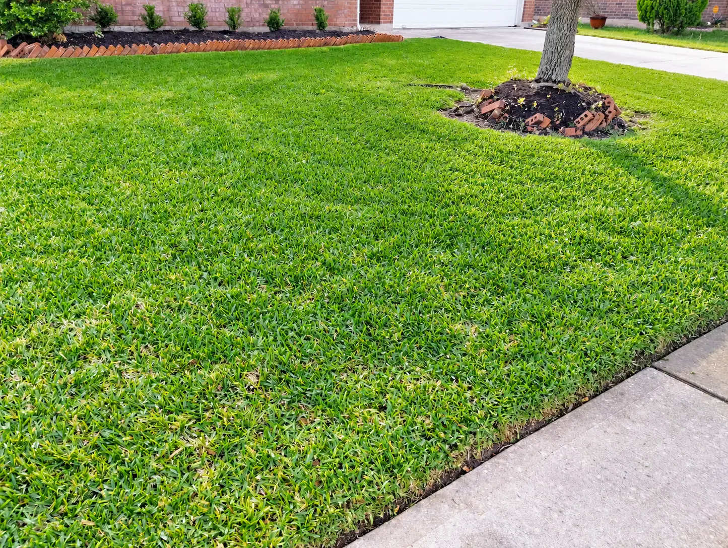 Enhanced version of the front lawn photo with brighter grass, the brick-bordered bed along the house, and a tree ring.