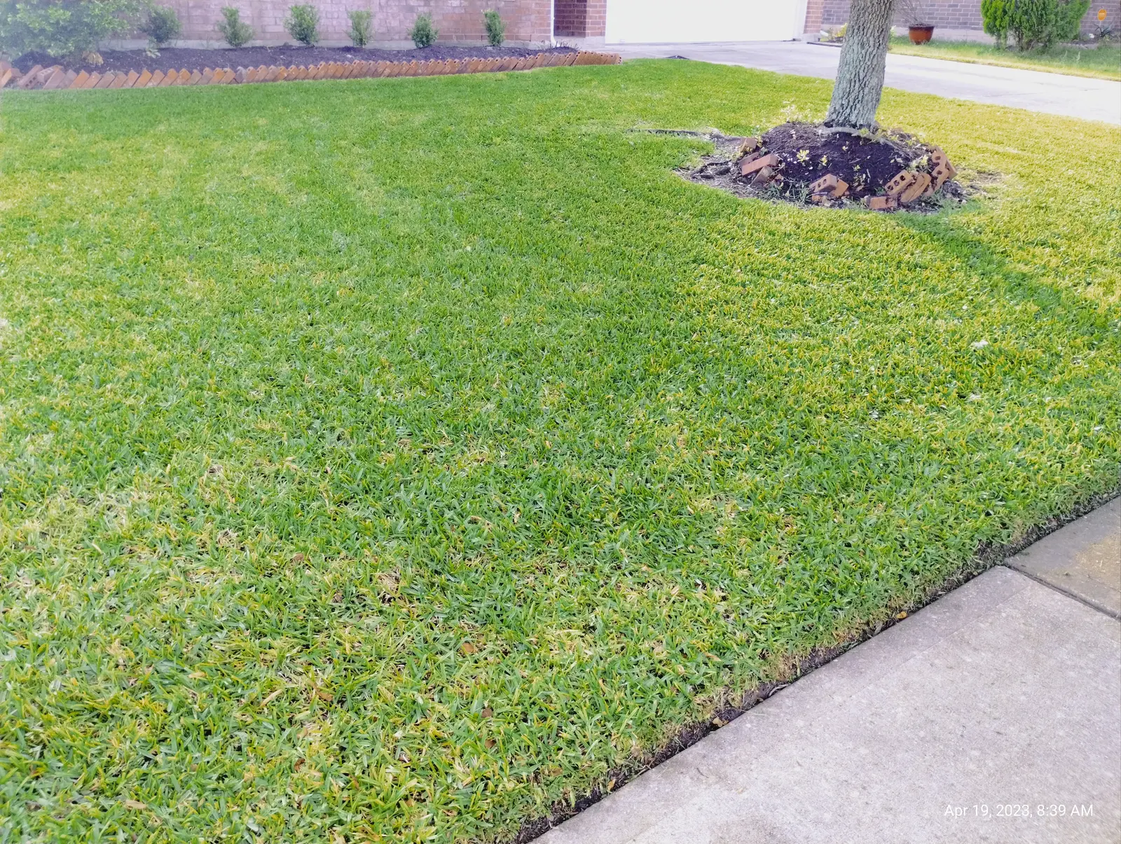 Thick green front lawn meeting a clean sidewalk edge, with a mulched bed and angled brick border along the house and a tree ring in the yard.